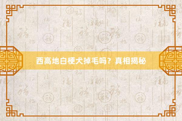 西高地白梗犬掉毛吗？真相揭秘